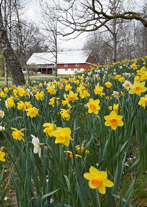 Daffodils - Swedish Traveling - Springtime traveling - Spring travel - Visit Sweden