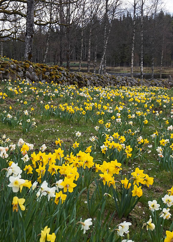 Daffodils - Swedish Traveling - Springtime traveling - Spring travel - Visit Sweden