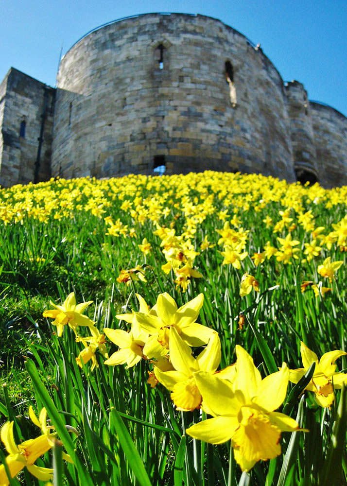 daffodils on the stone walls york england