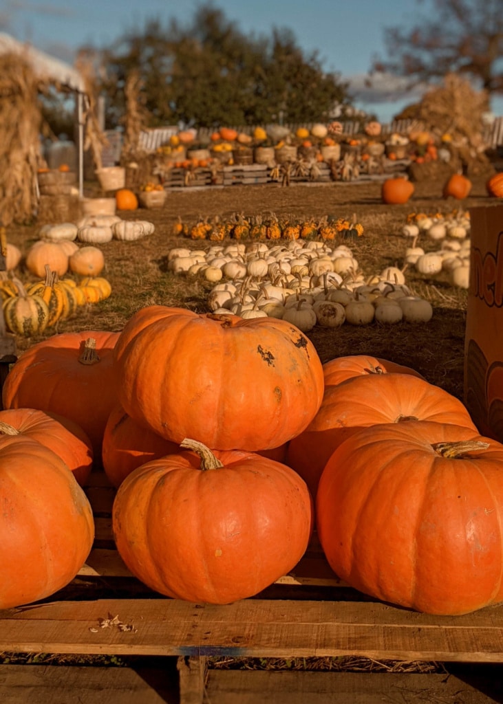 New England Traveling, Pumpkin Patch