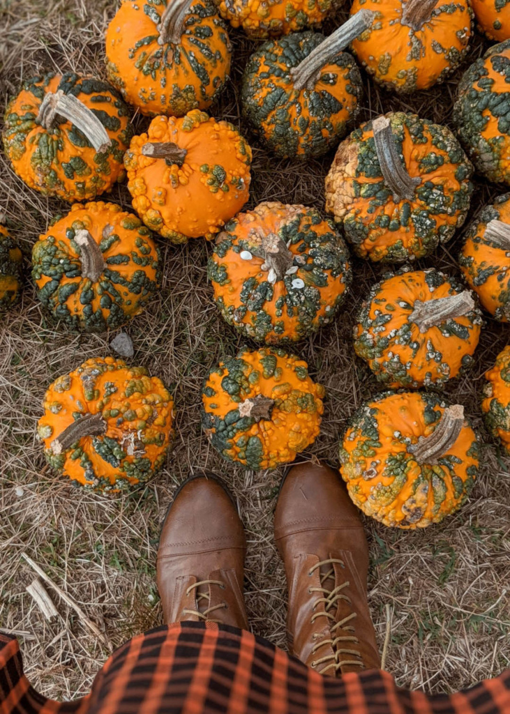 New England Traveling, Pumpkin Patch