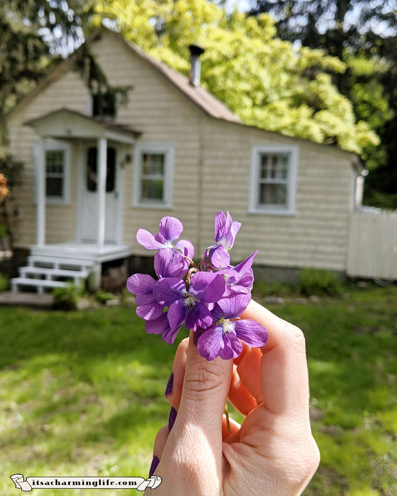 violet flower picking - www.itsacharminglife.com