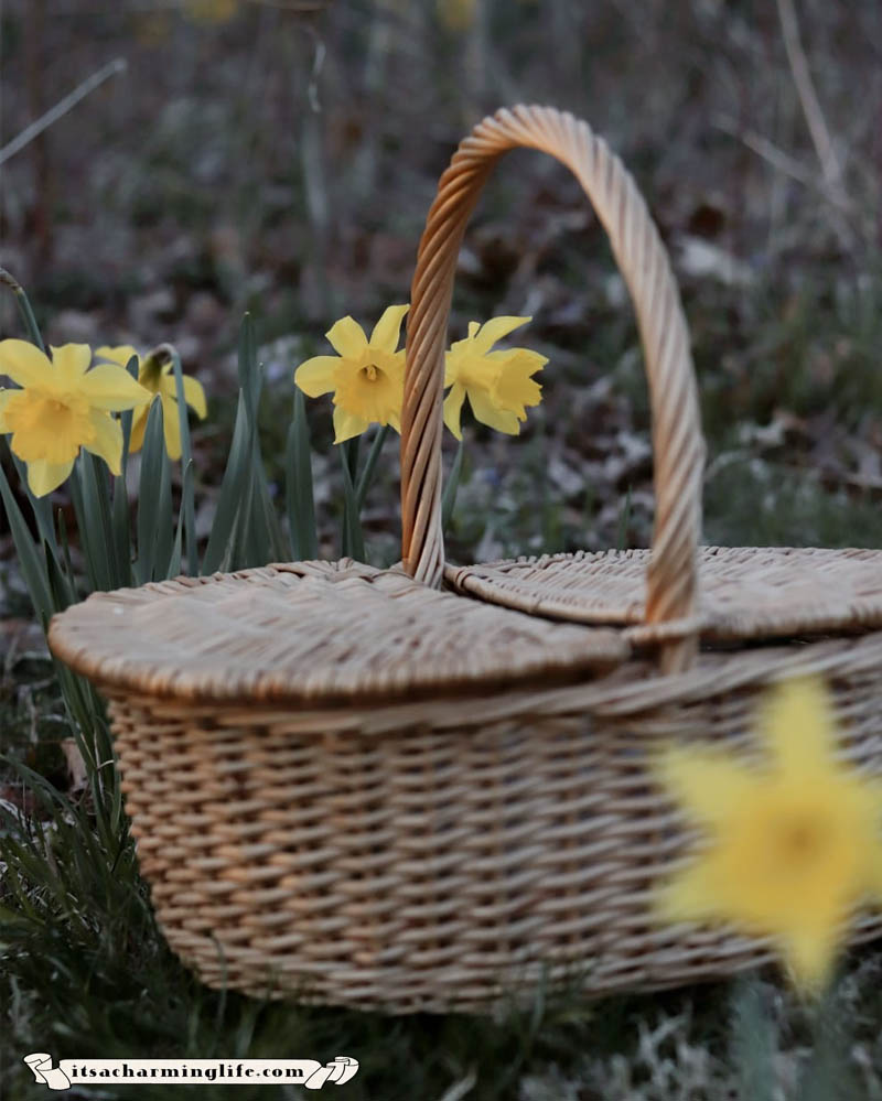 Organic Cottagecore Lifestyle - Use a basket instead of plastic bags - Daffodils