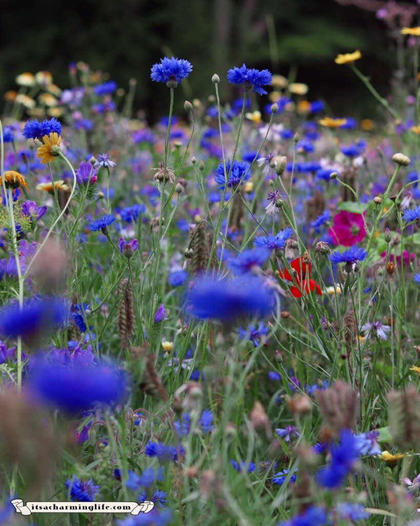 Field of wildflowers 