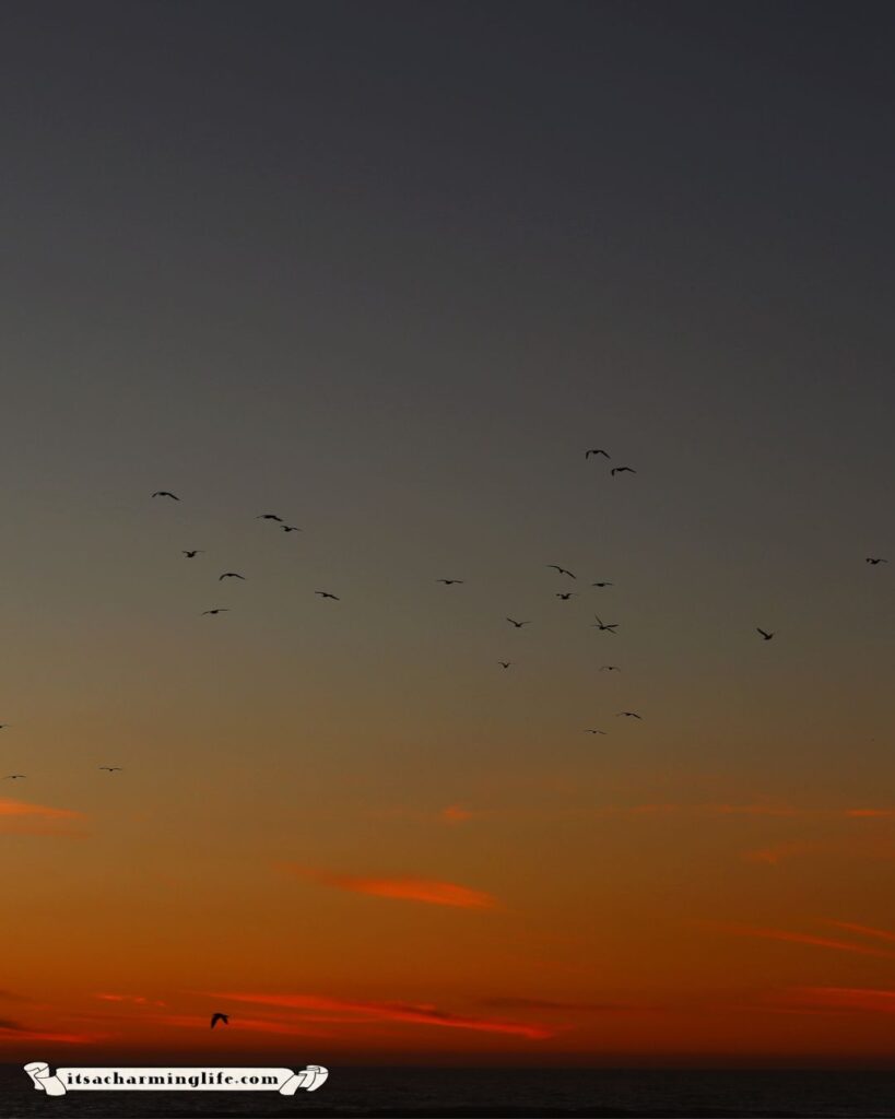 Golden California sunset