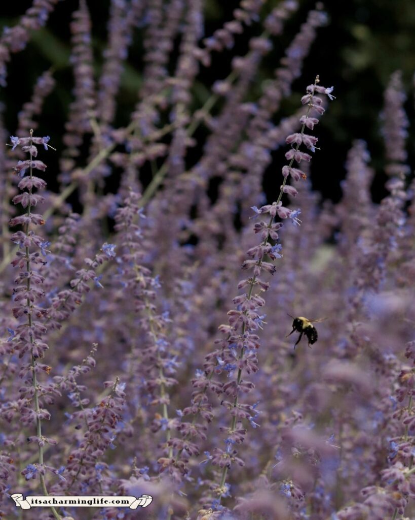 Lavender bush with bees buzzing