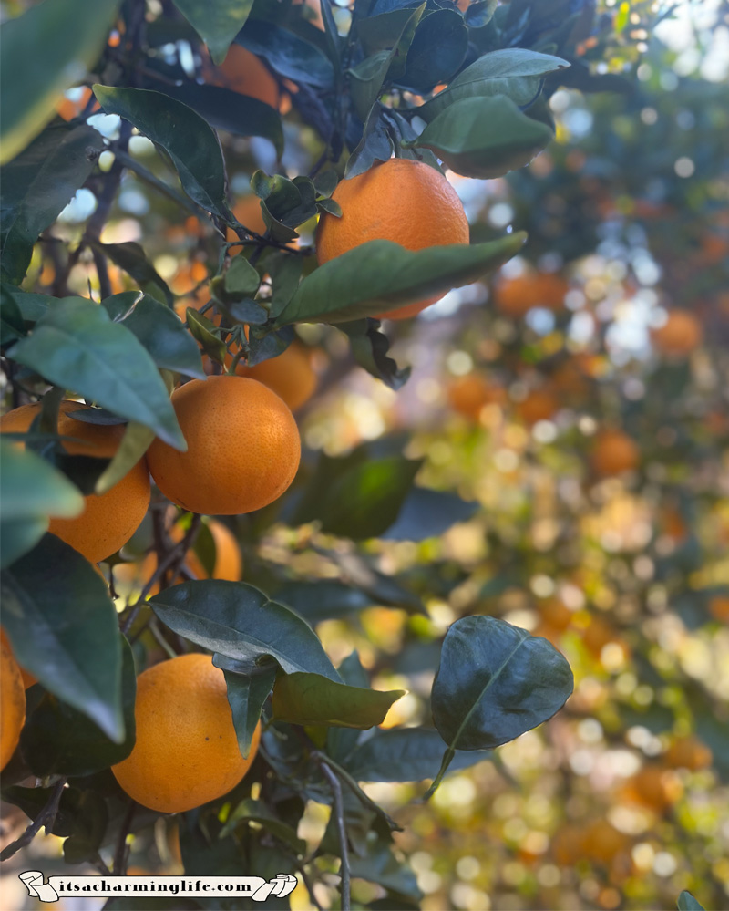Cottagecore Garden Tea Party - Oranges to use for baking
